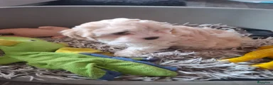 Kruising Puppy 1