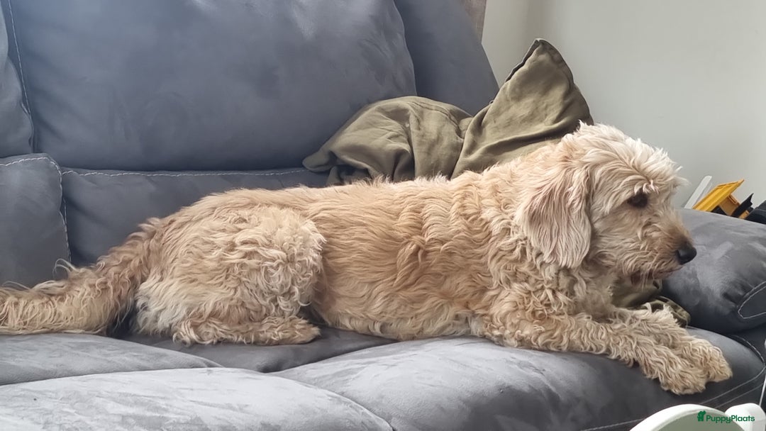 Kruising honden te koop: Mini Labradoodle F3 - Advertentie 3