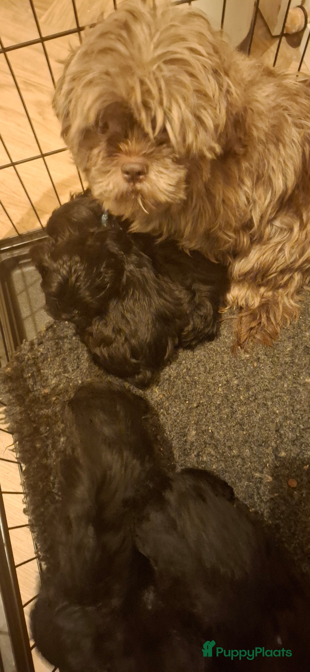 Maltipoo honden te koop: Prachtige maltipoo pups 🥰 - Advertentie 7