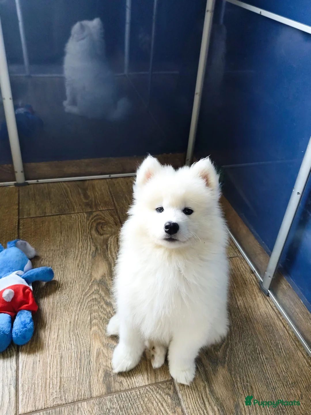 Samojeed honden te koop: Samojeed pups - Advertentie 6