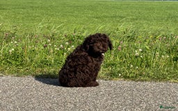 Spaanse Waterhond honden te koop: Spaanse Waterhond pups - Afbeelding 26