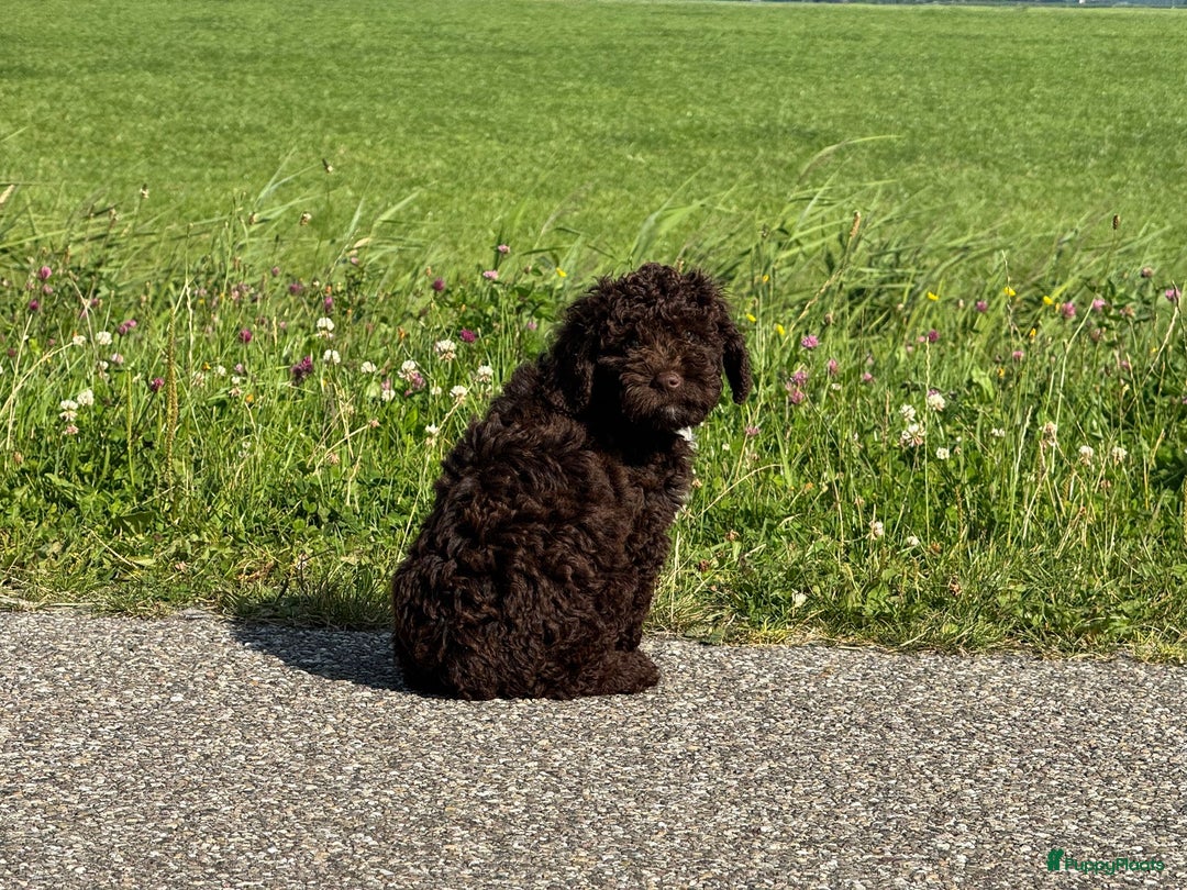 Spaanse Waterhond honden te koop: Spaanse Waterhond pups - Afbeelding 26