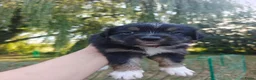 Australian Shepherd honden te koop: Australische herder puppy's  - Advertentie 6