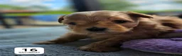 Havanezer honden te koop: Raszuivere Havanezer, met FCI stamboom - Advertentie 11
