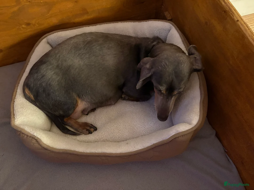 Teckel (korthaar)  honden te koop: Nest aankondiging Teckel pups - Advertentie 4