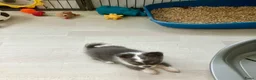 Pomchi honden te koop: Langharige blauw/wit/tan pup pomchi /chihuahua - Advertentie 4