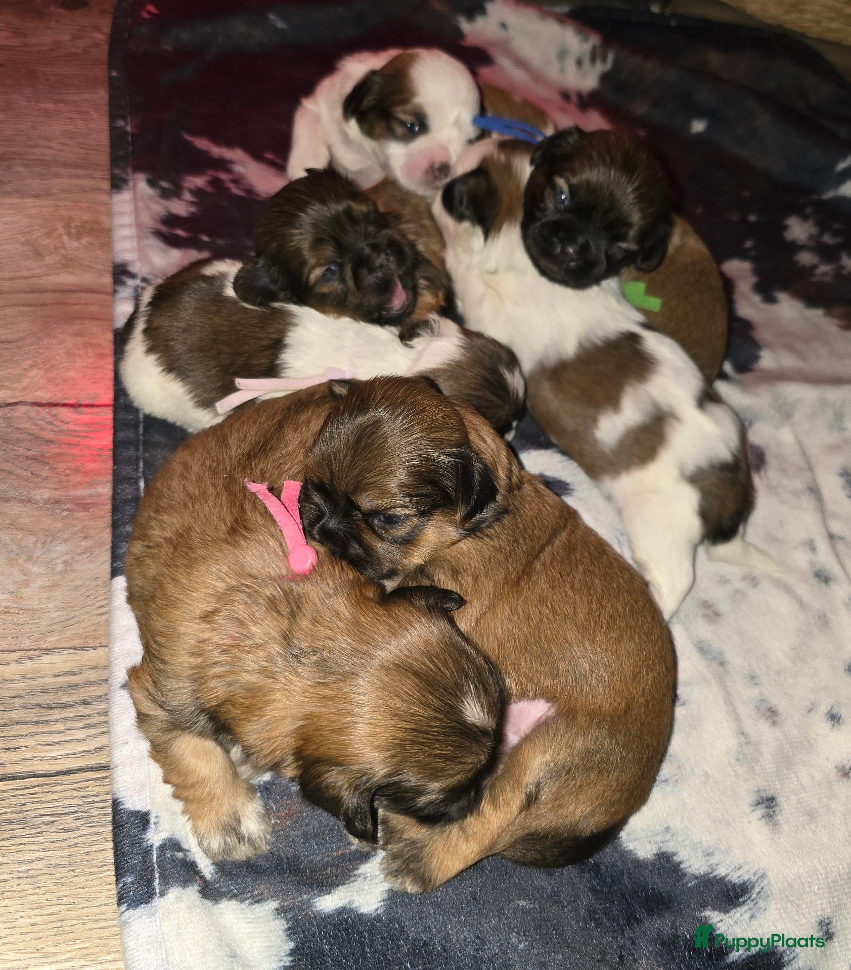 Kruising honden 2weekjes oud, Boomer Pups 💙❤️(Shih-Tzu x Boomer) - Advertentie 6