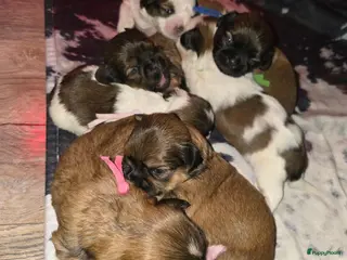 Kruising honden 2weekjes oud, Boomer Pups 💙❤️(Shih-Tzu x Boomer) - Advertentie 6