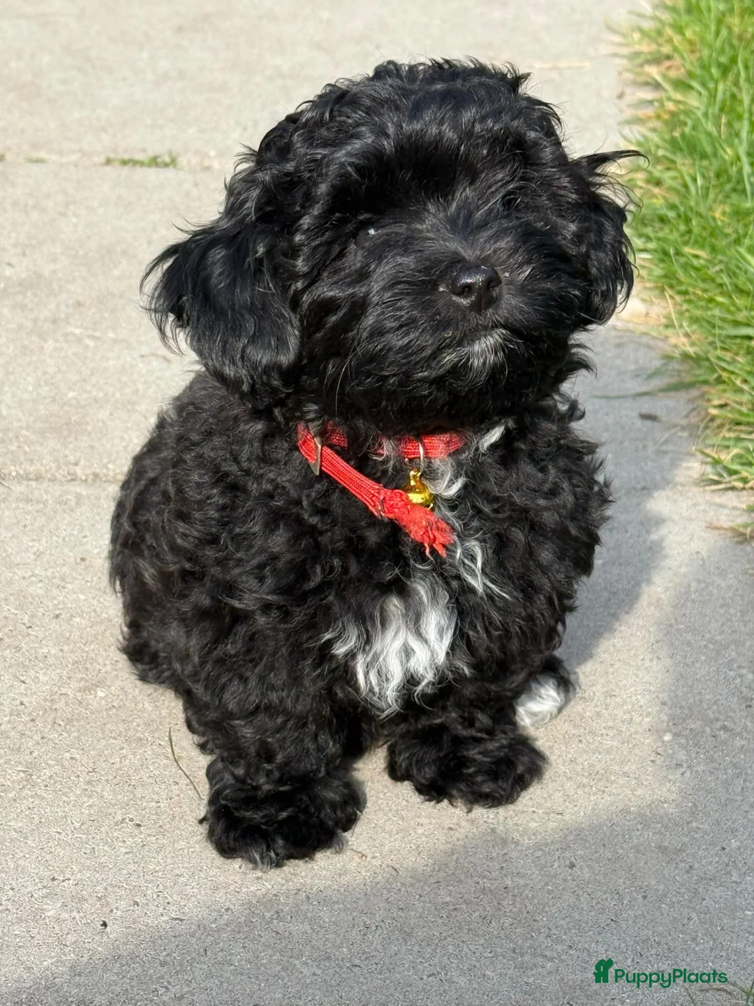 Maltipoo honden te koop: Maltipoo teefje in Oosterhout - Advertentie 1