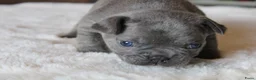 Franse Bulldog honden te koop: Franse Bulldog pups, lange open neus  - Advertentie 19