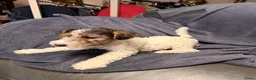 Fox Terriër Draadhaar honden te koop: Fox terriër Draadhaar pups te koop - Advertentie 4