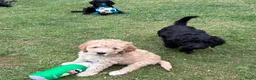 Labradoodle honden te koop: Hele mooie medium Labradoodle pups - Advertentie 9