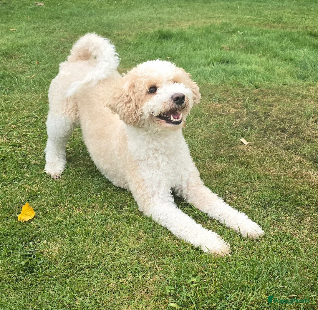 Maltipoo honden ter dekking: Maltipoo multigen dekreu  - Advertentie 6