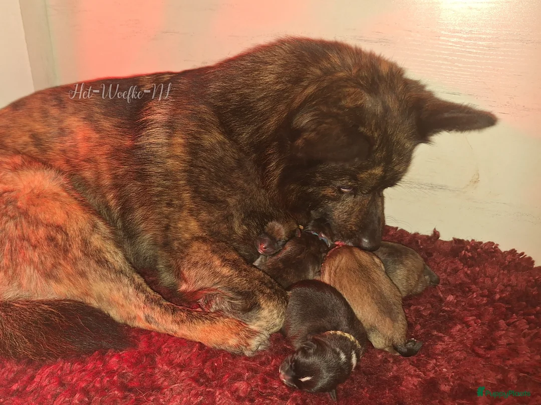 Pomsky honden te koop: Pomsky F1b puppys - Advertentie 10