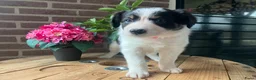 Border Collie honden te koop: Leuke Border Collie pups geboren op zorgboerderij - Advertentie 3