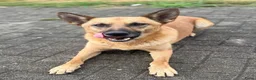 Mechelse Herder honden te koop: Mechelse Herders.Reu en Teef .. 3 jaar - Advertentie 14