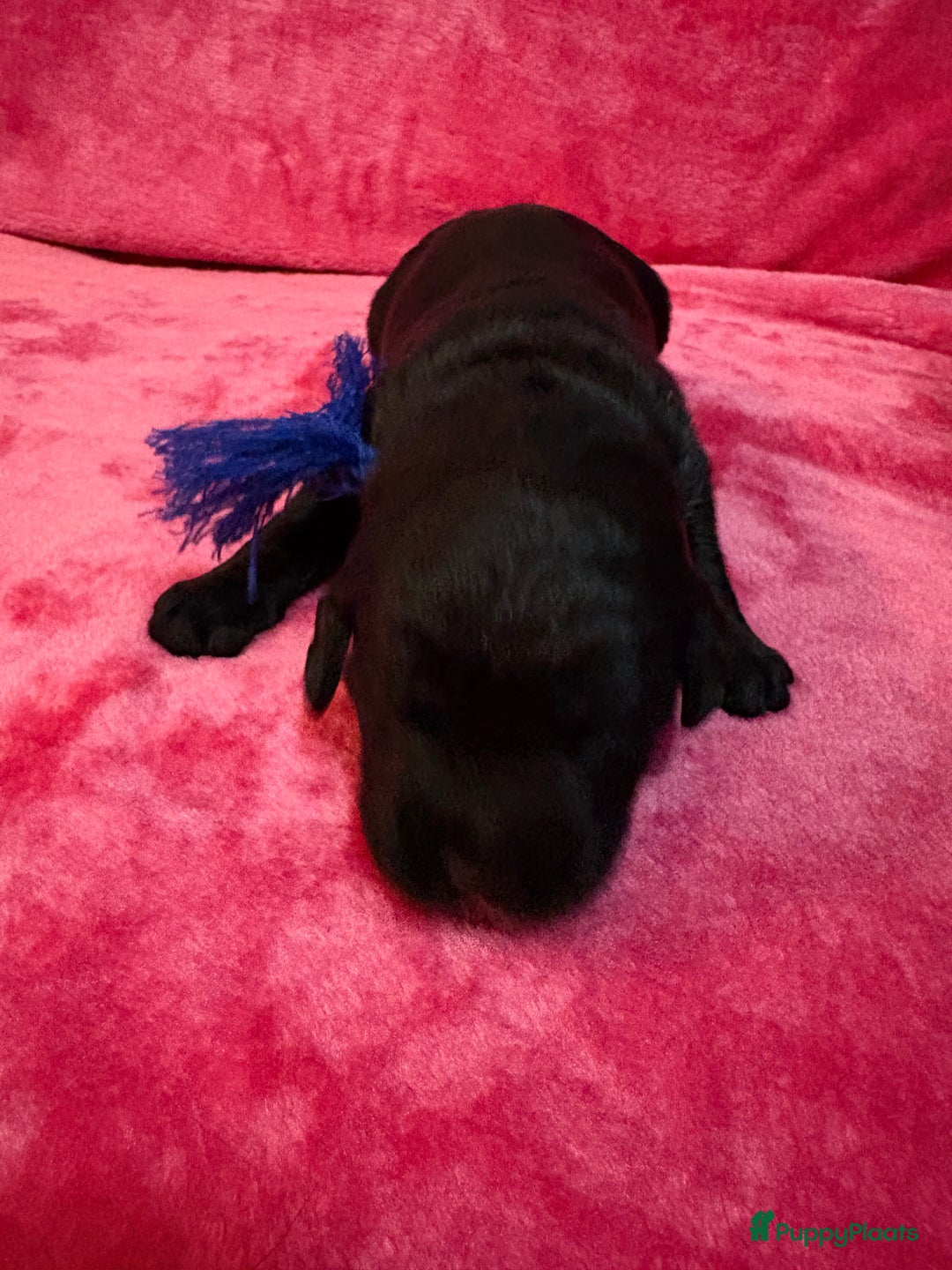 Kruising honden te koop: Labrador puppy’s - Advertentie 6