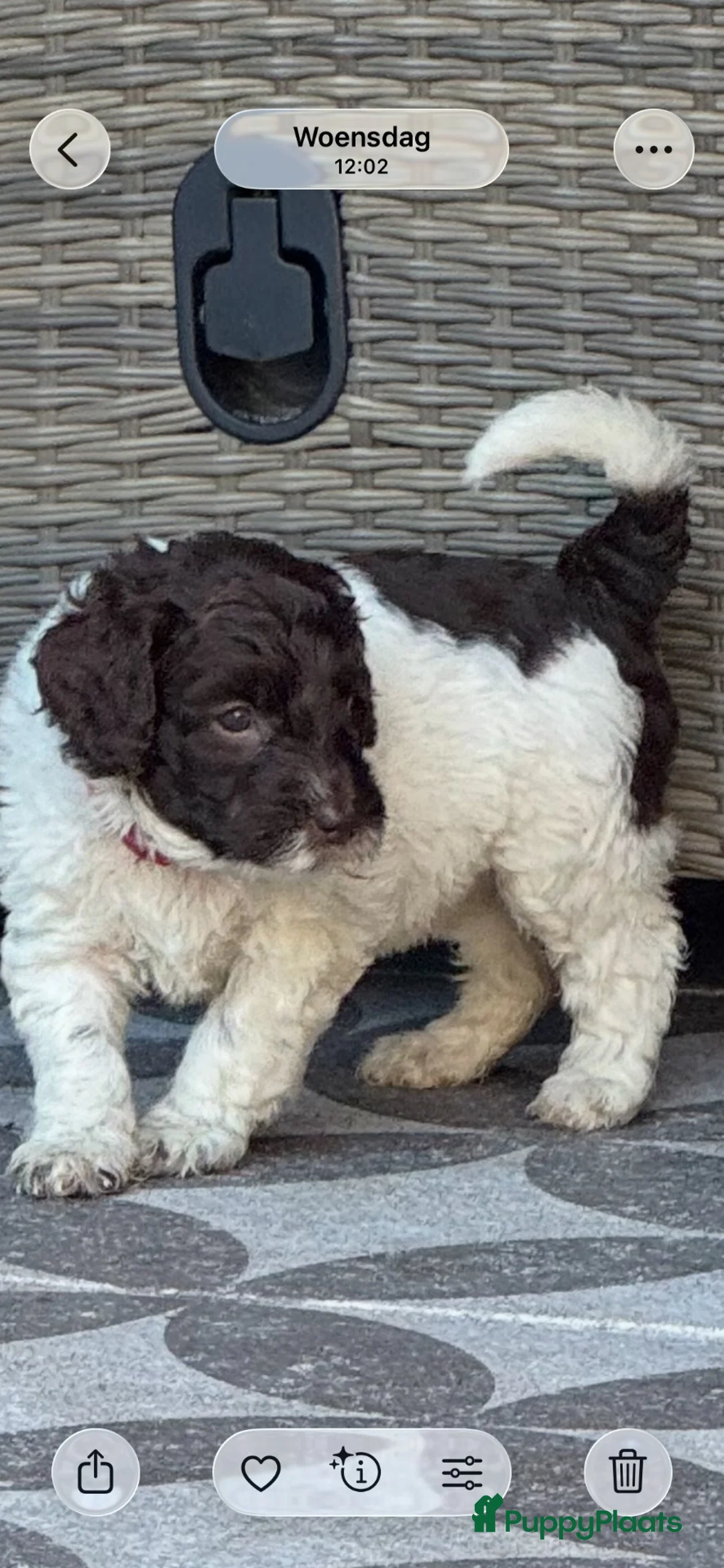 Australian Labradoodle honden te koop: Australian labradoodle met stamboom! - Advertentie 1