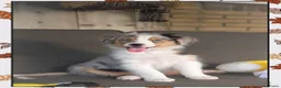 Australian Shepherd honden te koop: Prachtige australian shepherd pups mogen verhuizen in Gouderak - Advertentie 6