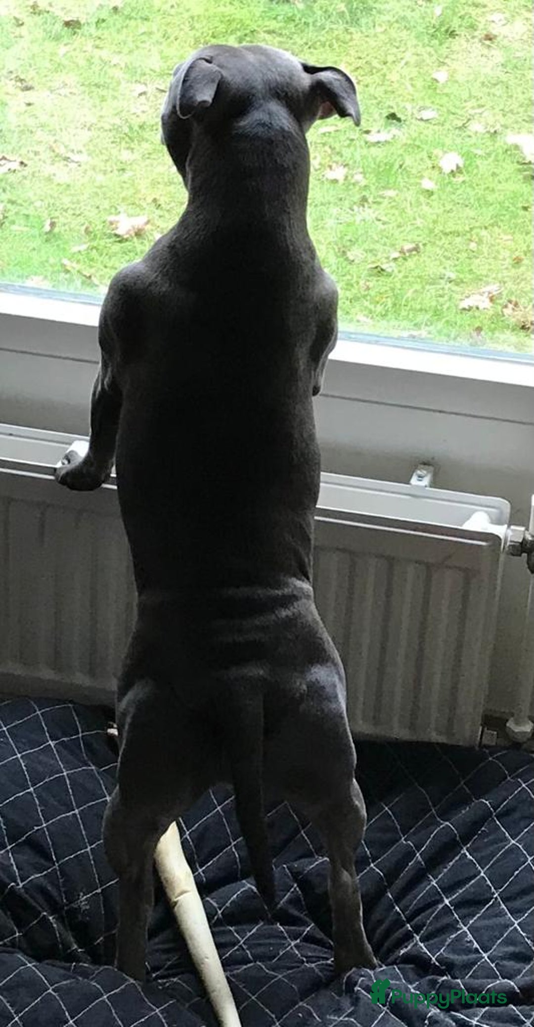 Engelse Stafford honden te koop: Engelse Staffordshire Bull terrier, Laatse Pup! - Advertentie 9