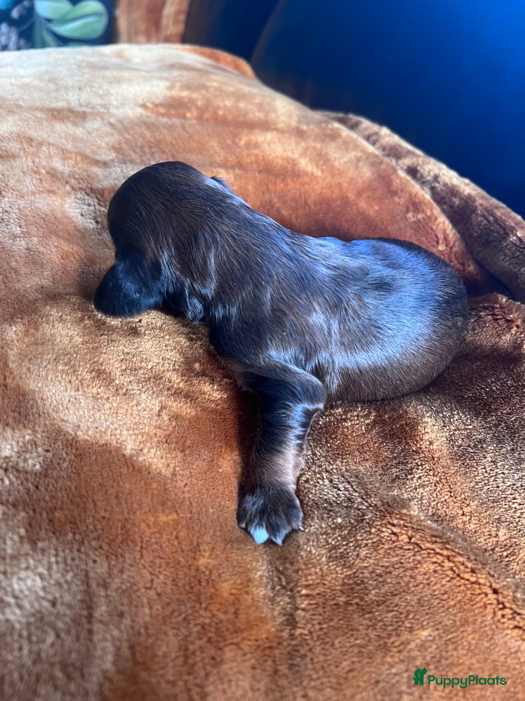 Cockapoo honden te koop: Cockapoo pups geboren  - Advertentie 4