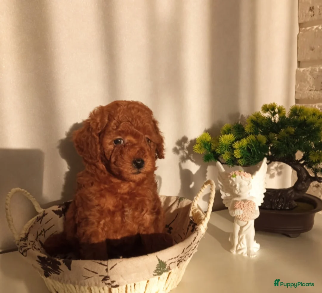 Poedel Toy honden te koop: Toy Poedel pupjes - Advertentie 1
