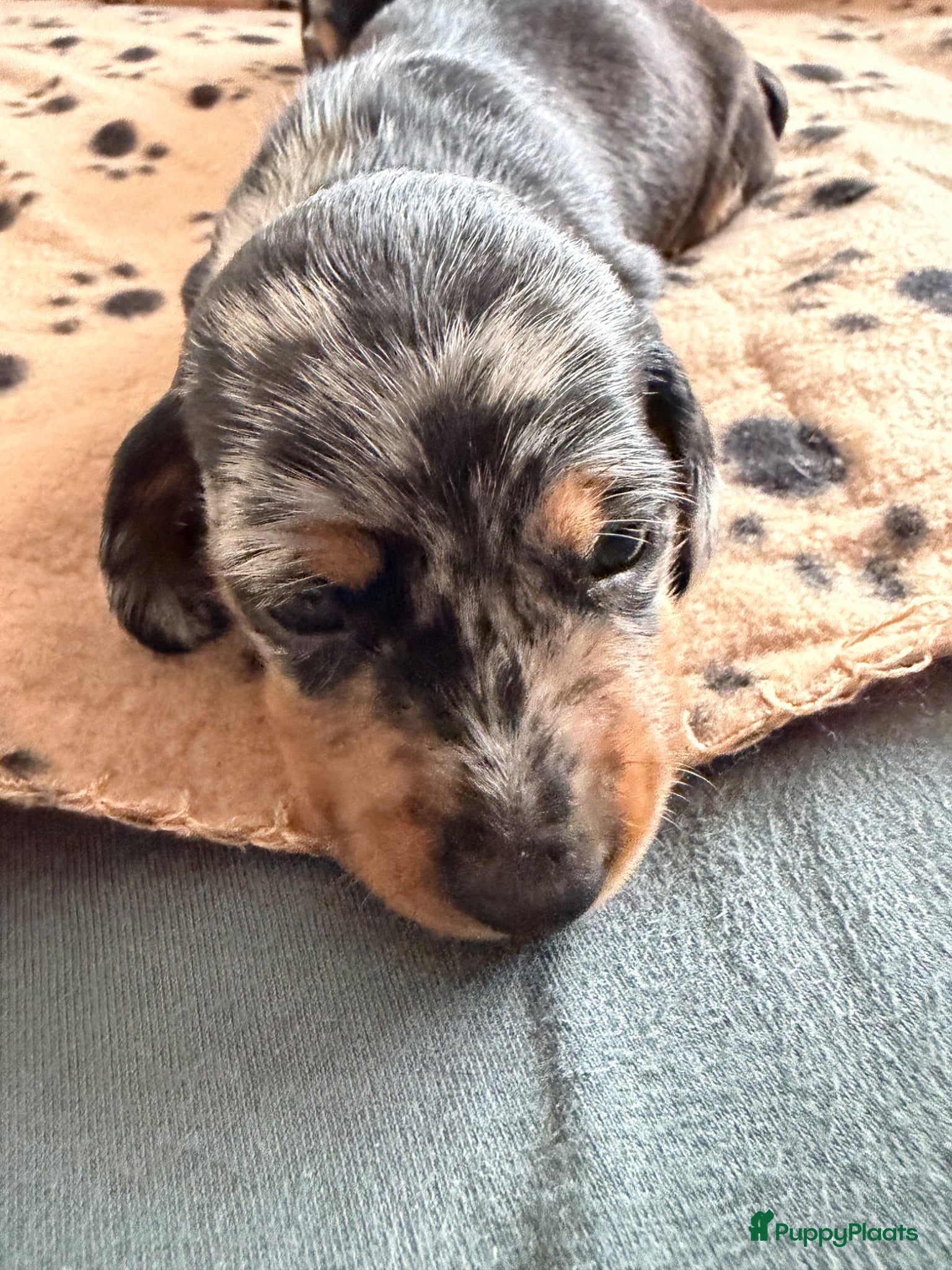 Kruising honden 💕 Mini Teckel Pupje Beschikbaar–Blue Merle Teefje - Advertentie 1