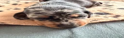 Kruising honden te koop: 💕 Mini Teckel Pupje Beschikbaar–Blue Merle Teefje - Advertentie 5