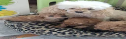 Poedel Toy honden te koop: Schattige toypoedel toy poedel pups 3 reutjes  - Advertentie 5