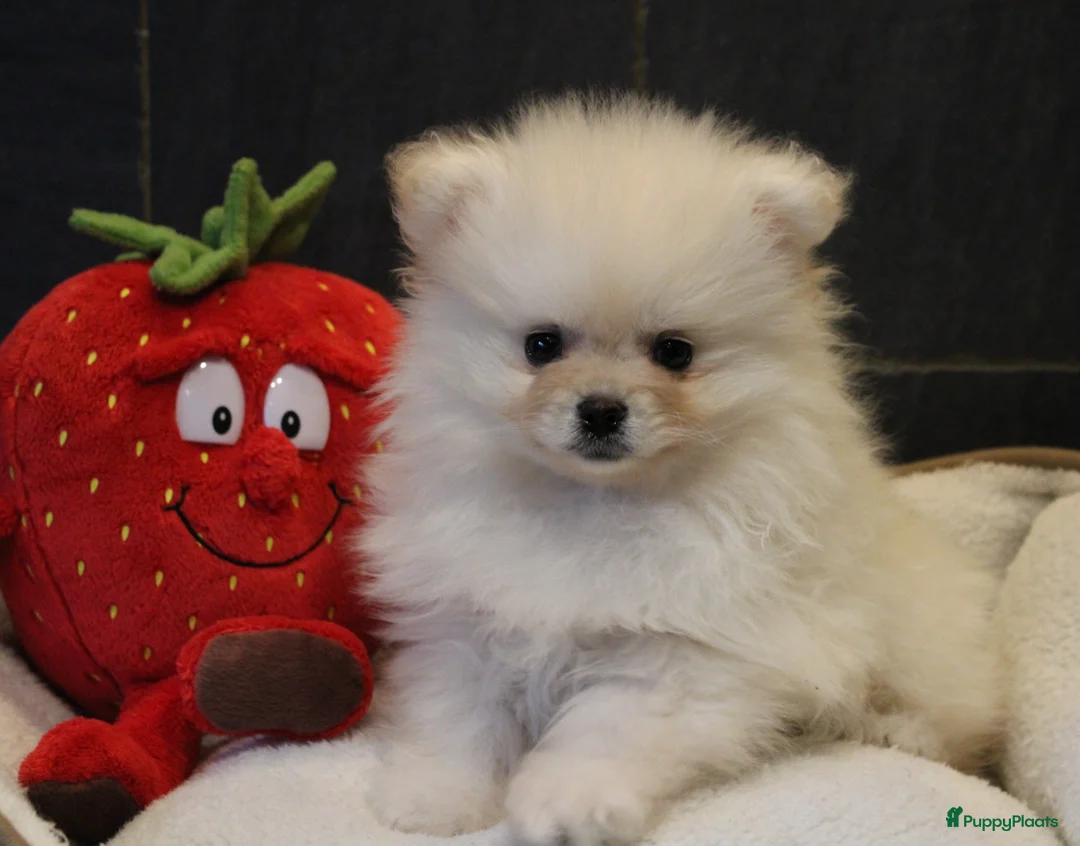 Pomeriaan honden te koop: Pomeriaan pups - Advertentie 12