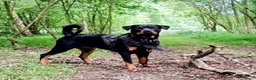 Rottweiler honden te koop: Rottweiler pups verwacht. - Advertentie 3