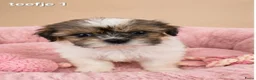 Malshi honden te koop: Kleinblijvende boomer pups.Minimaltezer x shih tzu - Advertentie 9
