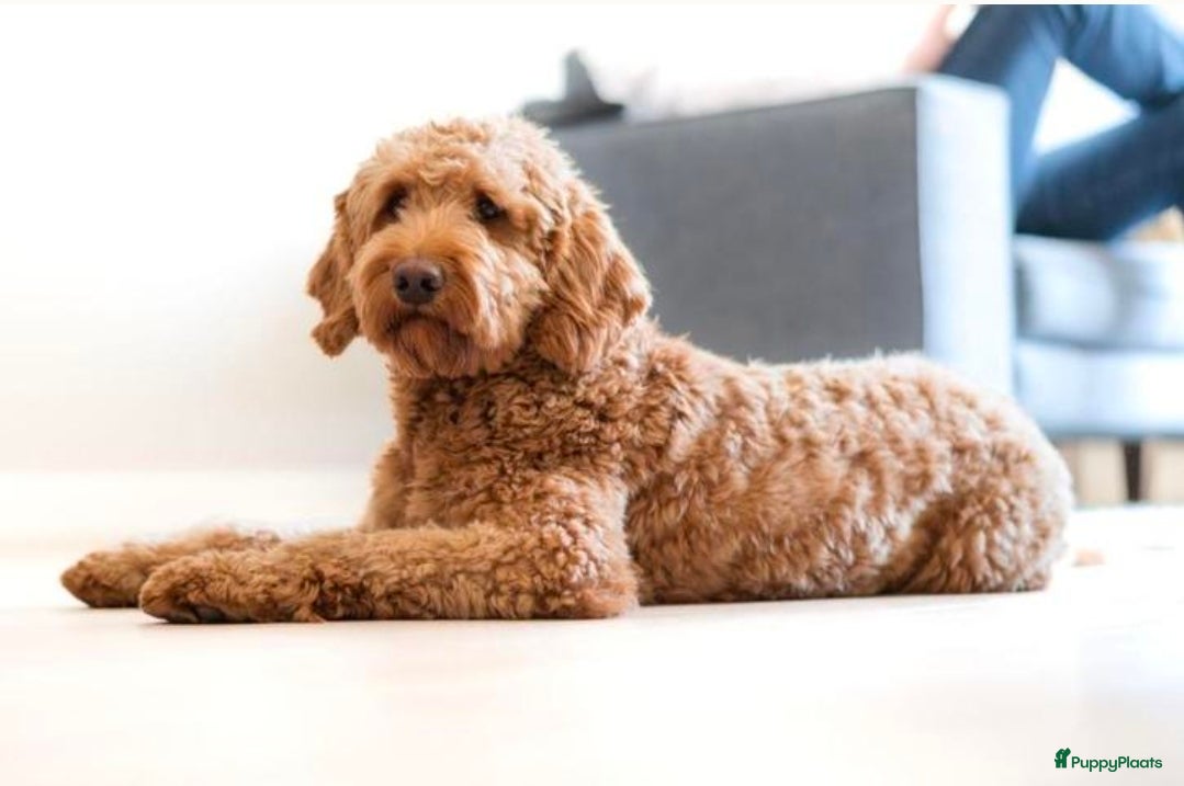 Kruising honden Lieve Labradoodle/goldendoodle pups verwacht!!!  - Advertentie 2