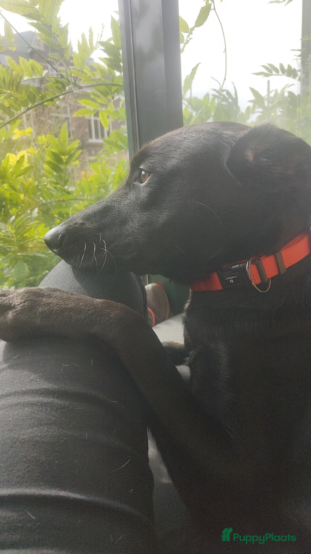 Kruising honden te koop: kruising labrador hazewind zoekt forever home  - Afbeelding 9