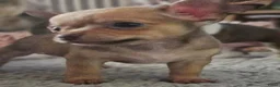 Chihuahua honden te koop: Raszuivere Chihuahua pups reutjes - Advertentie 8