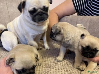 Mopshond honden Mopshond pups - Advertentie 2