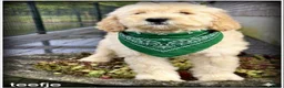 Labradoodle honden te koop: Labradoodle f4 pups. Mogen het nest verlaten. - Advertentie 4