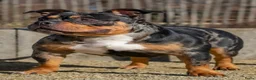 Amerikaanse Bully honden te koop: American Bully pocket pups (verwacht) - Advertentie 7