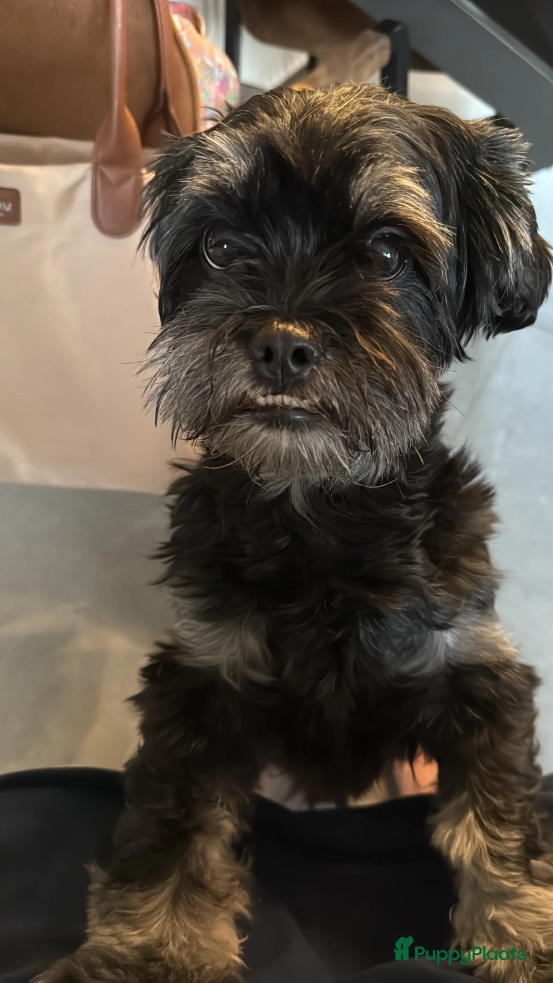Boomer honden te koop: Boomerpups - Advertentie 28