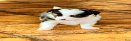 Chihuahua honden te koop: Chihuahua pups raszuiver (nog 3 beschikbaar) - Advertentie 4