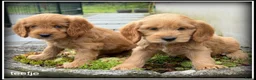 Cockapoo honden te koop: Cockapoo pups - Advertentie 11