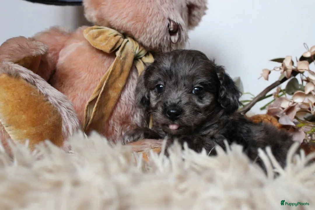 Maltipoo honden te koop: Prachtige Maltipoo puppy’s 🩷 - Advertentie 2