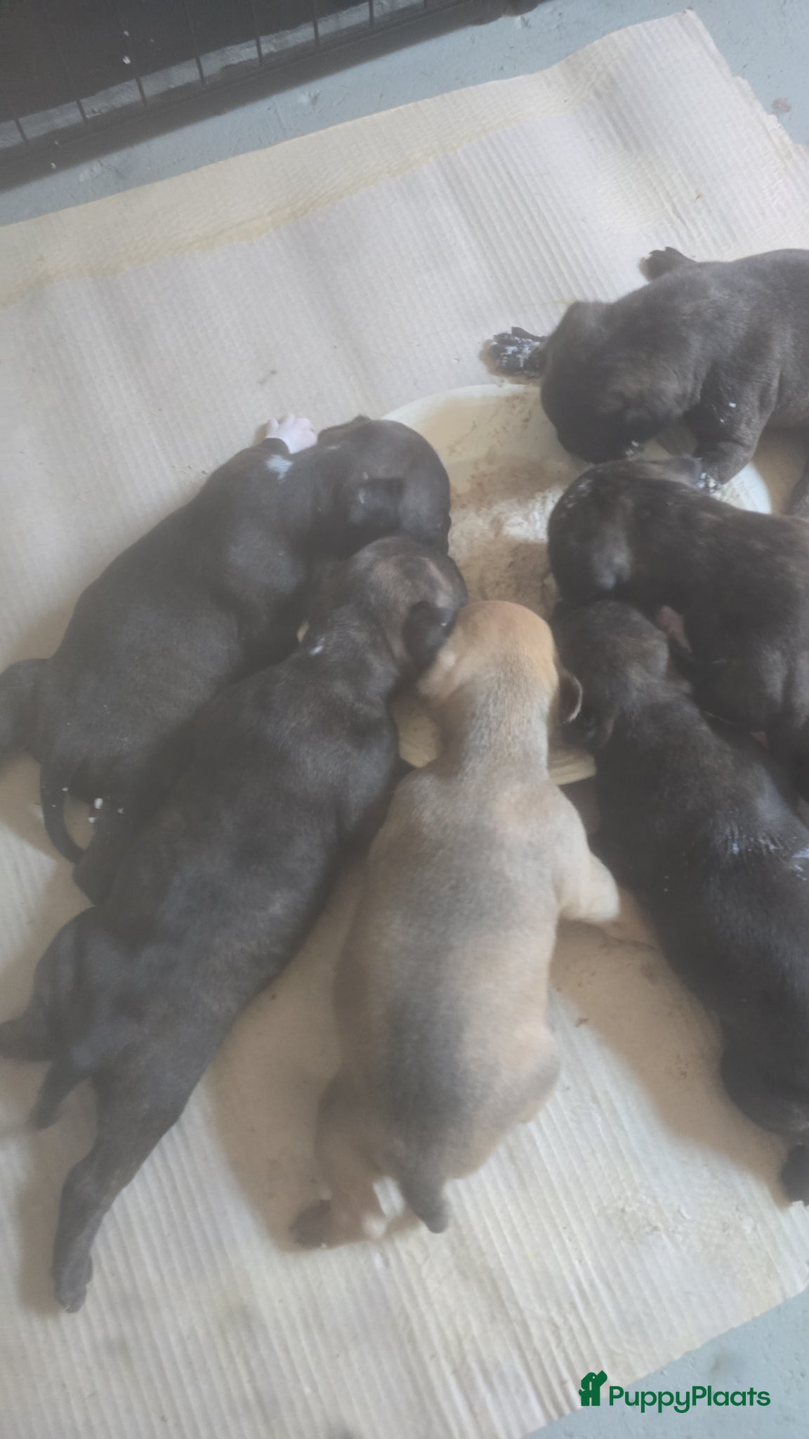 Kruising honden te koop: Mooie kruising fransebull / Americanbull - Advertentie 9