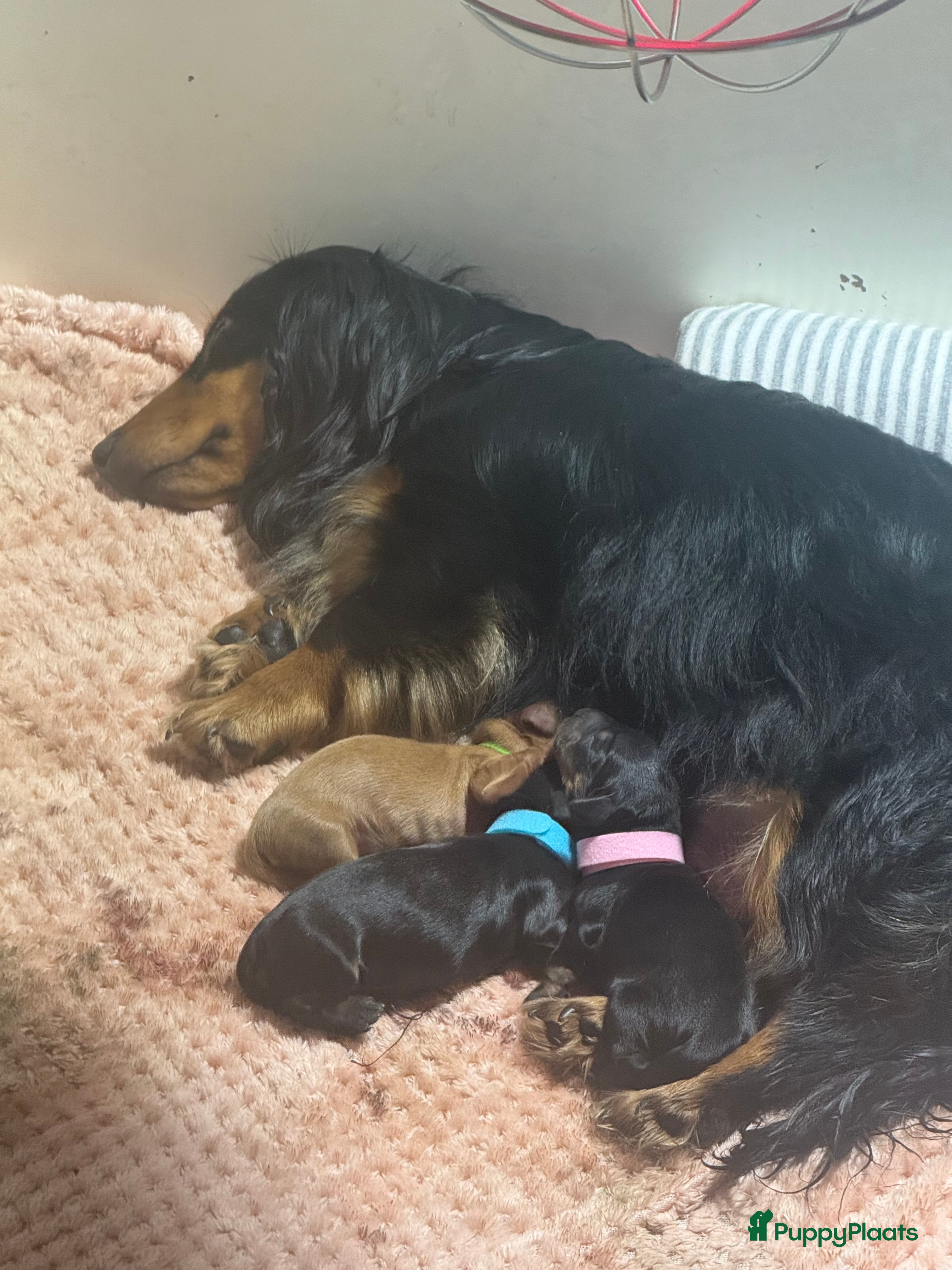 Teckel (langhaar) honden Lang haar kaninchen tekkels  - Advertentie 1