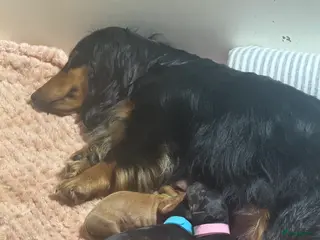 Teckel (langhaar) honden Lang haar kaninchen tekkels - Advertentie 1