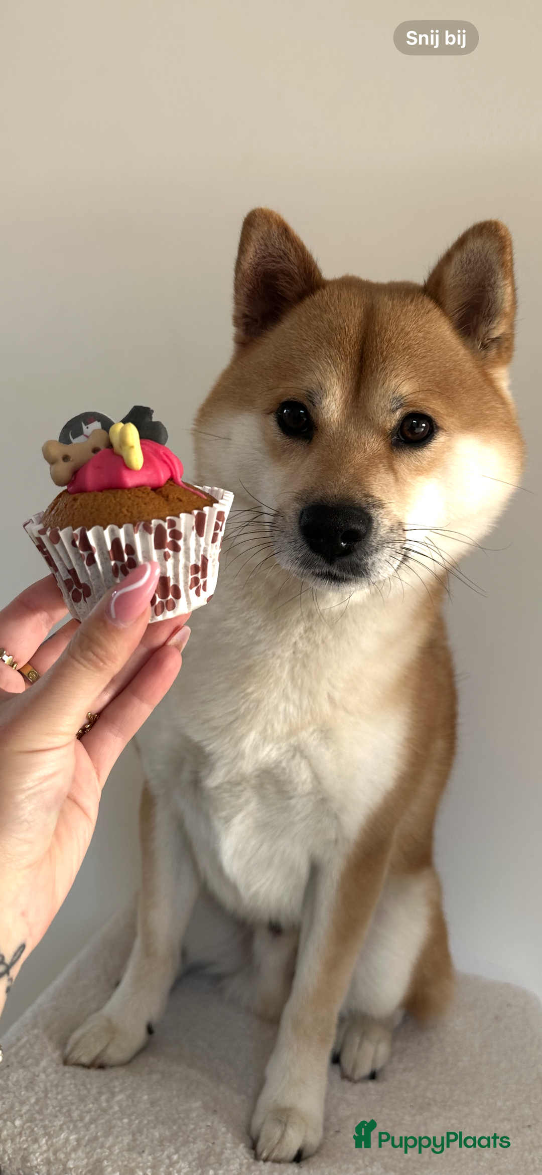 Shiba honden ter dekking: Dek reu Shiba Inu - Advertentie 3