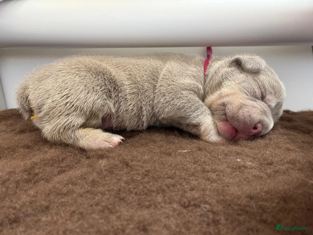Franse Bulldog honden te koop: Mooie Franse Bulldog pups - Advertentie 2