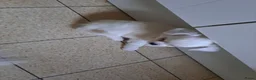 Chihuahua honden te koop: Mooi chihuahua reutje - Advertentie 6