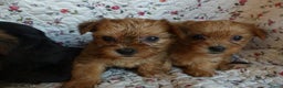 Yorkshire Terriër honden te koop: 5 pups Yorkshire Terrier gezond niet doorgefokt - Advertentie 19