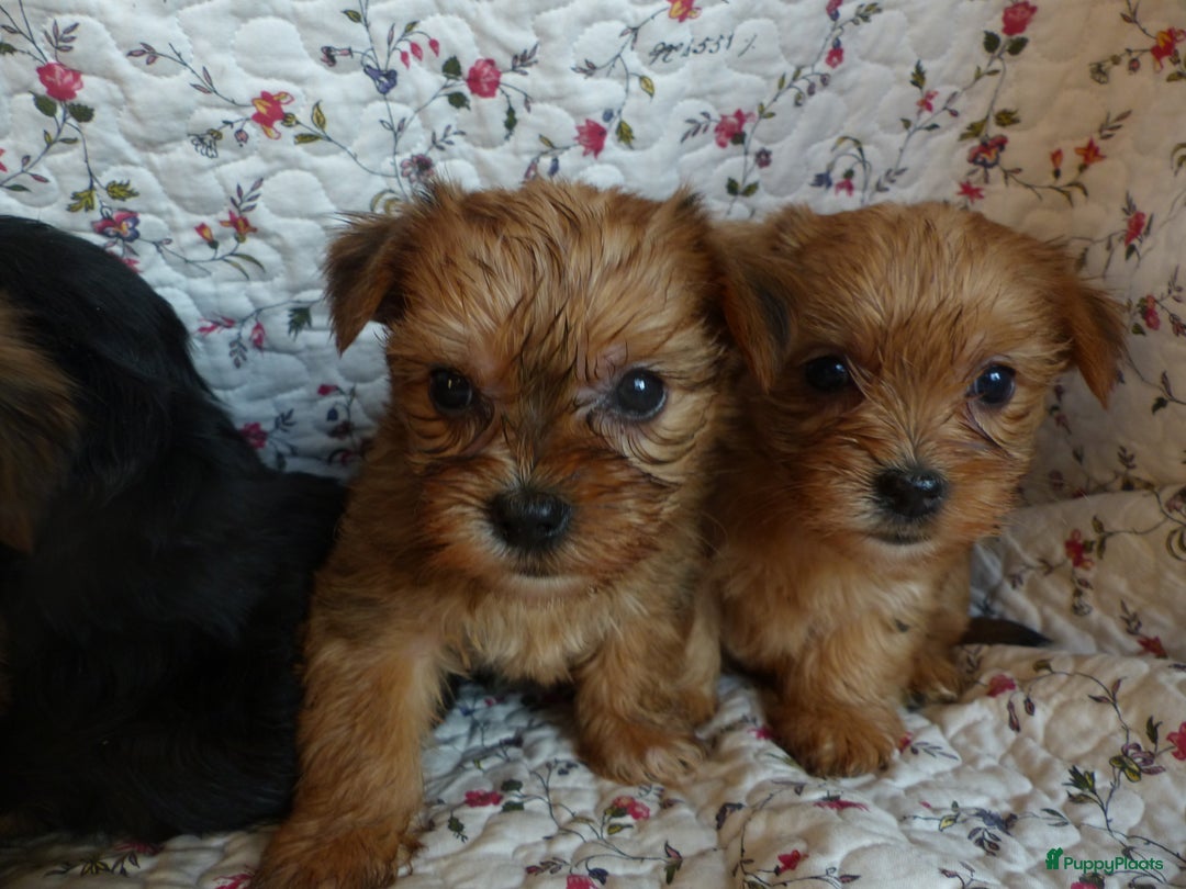Yorkshire Terriër honden te koop: 5 pups Yorkshire Terrier gezond niet doorgefokt - Advertentie 19